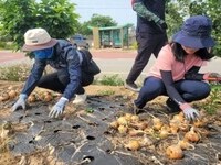 농관원 전남지원, 양파 농가 일손돕기 봉사